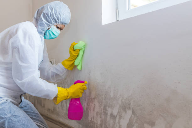 Mold Remediation for Rental Properties in Pilot Mountain, NC